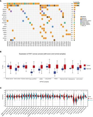 Pan-cancer analysis predict that FAT1 is a therapeutic target and immunotherapy biomarker for multiple cancer types including non-small cell lung cancer